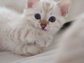 wunderschöne Kitten zu verkaufen