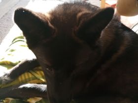 Schäferhund -Husky Mischling