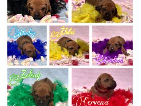 Rhodéský ridgeback s PP