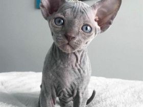 sphynx kitten gesucht