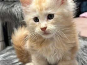 Unsere Maine Coon Kitten sind geboren. Wir suchen dich / euch !