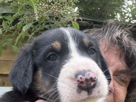 Großer Schweizer Sennenhund Welpe Rüde m. Papieren