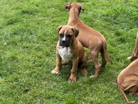 Boxer Welpen suchen ein Zuhause