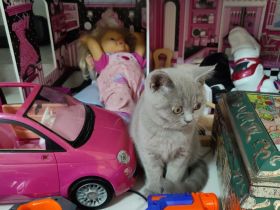 BKH Britisch kurzhaar