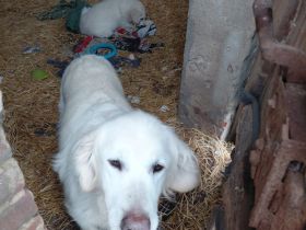 Golden Retriever  in bestes Endzuhause abzugeben