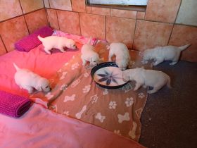 Golden Retriever Babys in bestes Endzuhause abzugeben