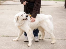 Hallo, ich heiße Bahar und suche ein liebevolles Zuhause.