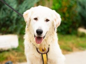 Hallo, ich heiße Bahar und suche ein liebevolles Zuhause.