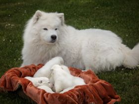 Samojede vom Finkenhain