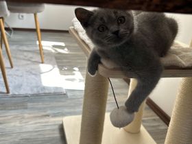 BKH Kitte zu verkaufen!