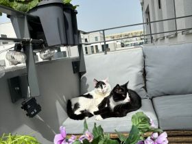 Zwei Kater suchen ein liebevolles Zuhause