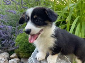 Welsh Corgi Pembroke
