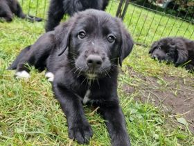 Labrador Bordercollie Welpen
