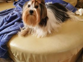 Biewer Yorkshire Deckrüde