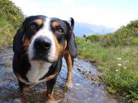 Entlebucher Sennenhund mit Ahnenpass