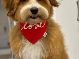 Havaneser Welpen mit Papieren