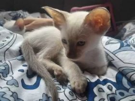 Supersüße Point-OKH´s mit Stammbäumen