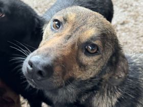 MARCO  ca.2-jähriger, freundlicher, sanfter Rüde, ca. 46 cm, sehr aufgeschlossener Rüde