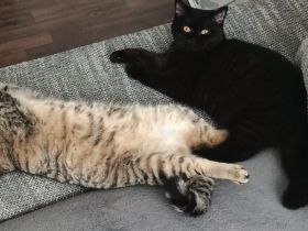 BKH Katzen ab zugeben/nicht Sterilisiert