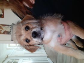 Mischling Welpen suchen dringend zuhause