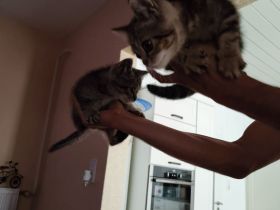 3 süße Kätzchen abzugeben