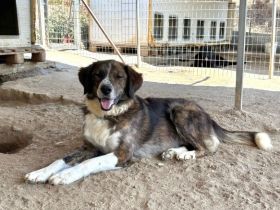 Nysa Powerpaket auf vier Pfoten sucht ihr Abenteuerherz