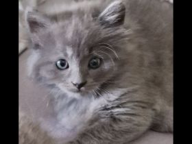 2 Wunderschöne Kitten (männlich) BKH/BLH