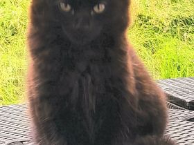 Zuckersüße Babykatze / Kitten sucht ein liebevolles Zuhause