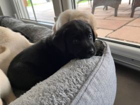 Reinrassige Labrador-Retriever-Welpen