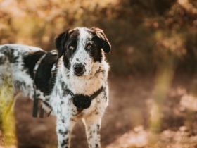 Liguria wartet in ihrer Pflegestelle