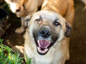 Freundlicher und lebensfroher Abruzzo sucht ein neues Zuhause