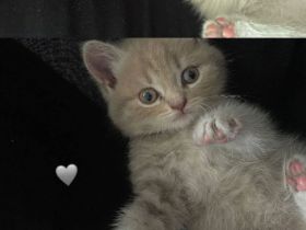 BKH weiblich 8 Wochen alt