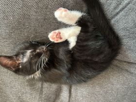 Kitten suchen Zuhause