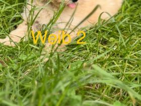 Maltipoo Weibschen Aprico**