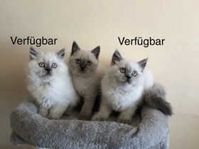 Reinrassige BKH BLH blue Point Kitten