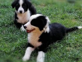 BEZAUBERNDE AUSTRALIAN SHEPHERD WELPEN