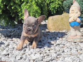 Französische Bulldogge