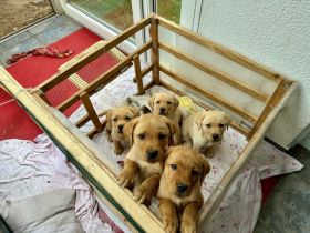 Reinrassige Labrador-Welpen suchen ein liebevolles Zuhause