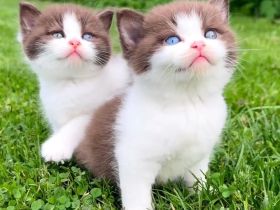 Britisch Kurzhaarkätzchen (Gesundes Wesen)