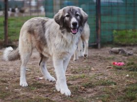 Prachtvoller Bjarni sucht ein liebevolles Zuhause