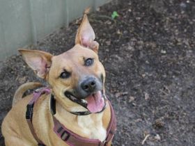 Melba, Schäferhund-Bulldoggenmix, geb. 2023, aktive, liebe Junghündin