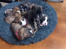 Boxer Welpen