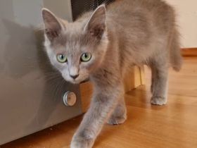 Russisch Blau Kitten