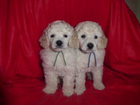 Weiße Zwergpudel-Rüden mit DPK/VDH Papieren