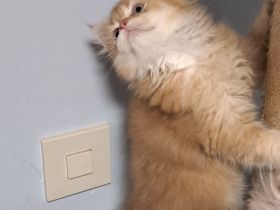 zwei BLH Katerchen, Kitten,  0115756449437