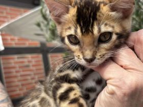 Bengals of Little Castle River