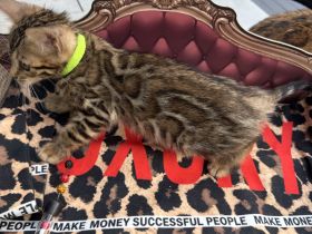 Bengals of Little Castle River