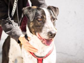 Schenkst du Archie ein tolles Zuhause?