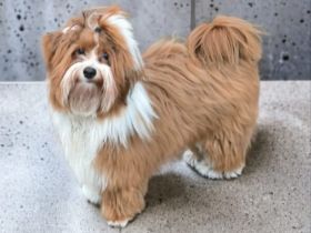 Havaneser Deckrüde kein Verkauf-Bandit von den Haseltaler Strolchen