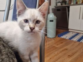 Hübsche Maine Coon Mischlingsdame